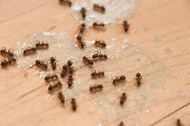 Best Ant Control Services  in Englewood, NJ